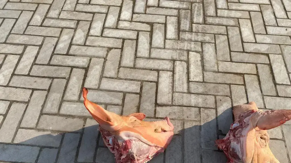 ראשי חזיר מחוץ לביתו של בעלי הפועל תל אביב שרון ניסנוב