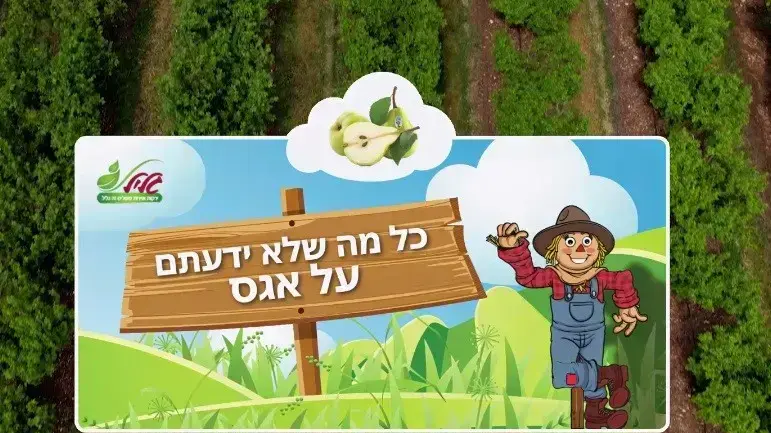 אגס, חברת גליל