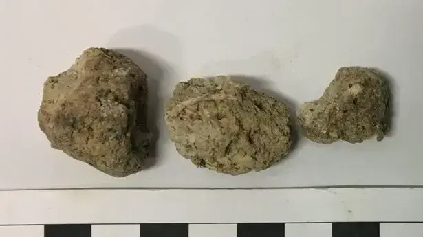 צואה פרהיסטורית שנמצאה בסטונהג'