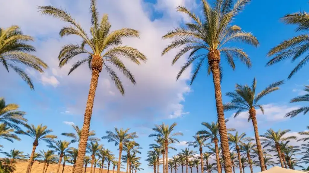 מתחם מיא גלמפינג בכנרת