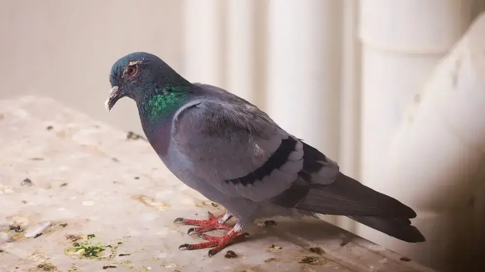 יונה על אדן חלון