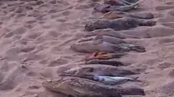 דגי דקר (לוקוס) שנתפסו בדיג לא חוקי בראש הנקרה