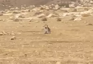 צבועים נלחמים בתל קריות