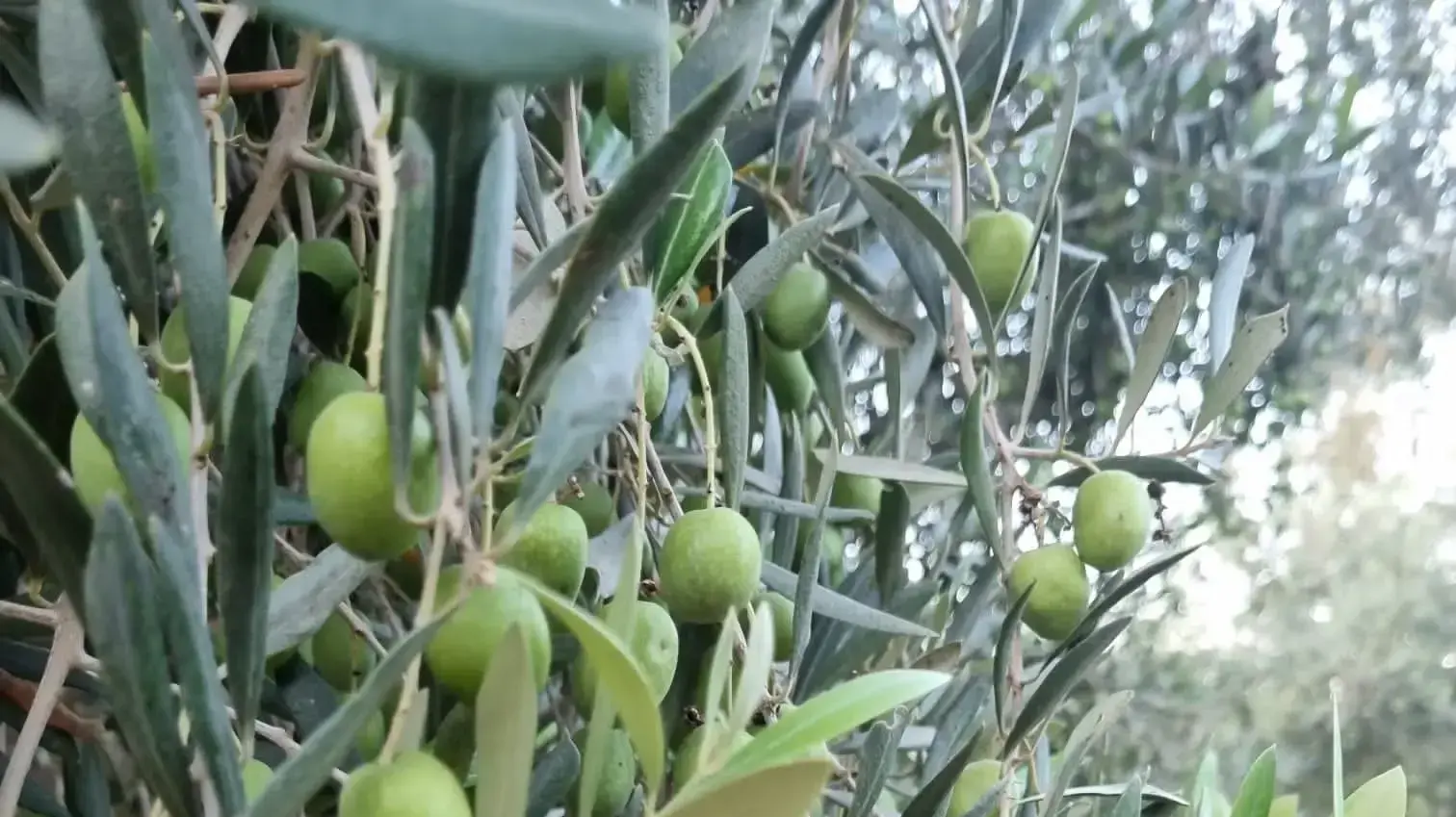 נטעי כנה