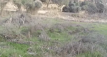 צבאים רצים בעמק הצבאים בירושלים