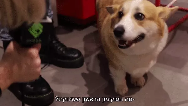 פוקימון אירוע השקה פוקימון אירוע השקה