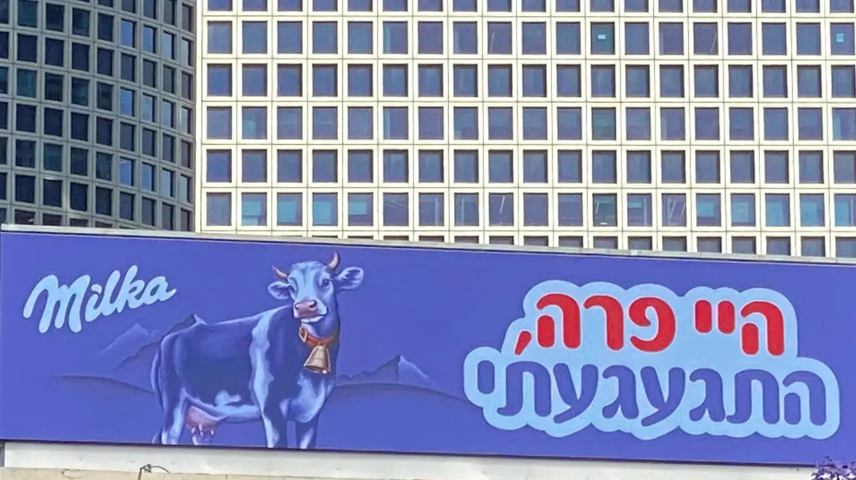 מילקה מקבלת בברכה את שוקולד פרה שנעדר למשך חודשים מהמדפים