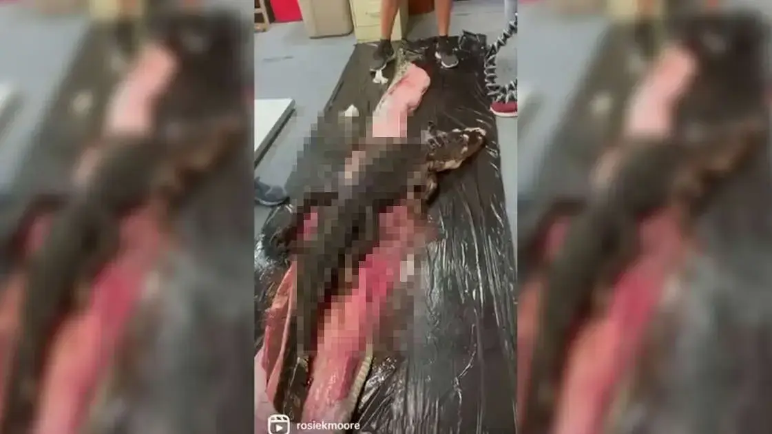 גופת אליגטור נמצאה בבטן של נחש