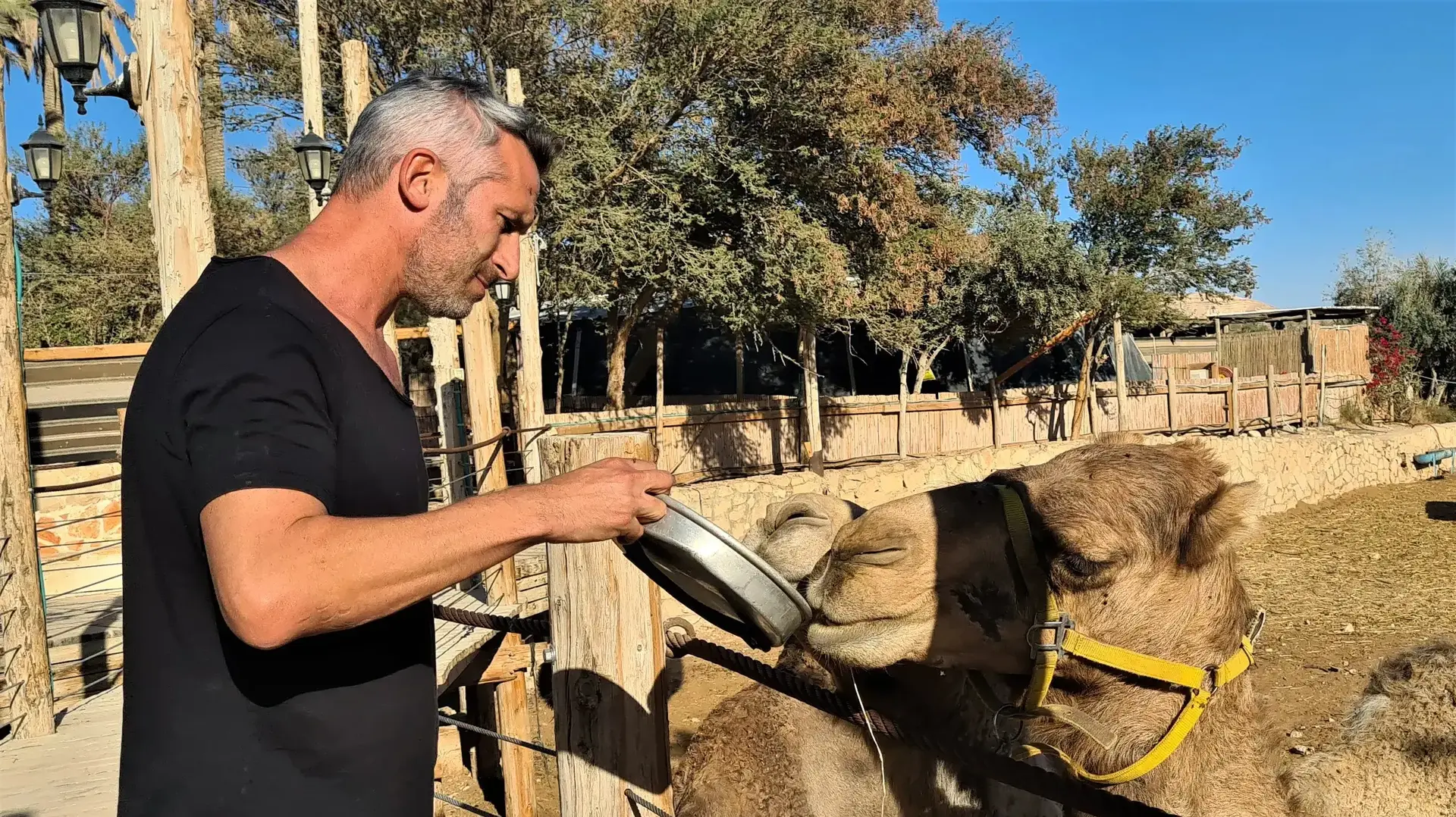 גמלים בכפר הנוקדים