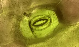 תיעוד של צמח נושם תיעוד של צמח נושם