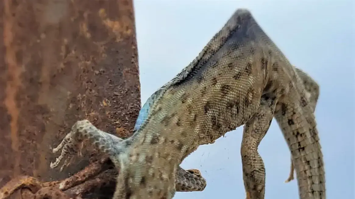 לטאה משופדת ע"י חנקן גדול