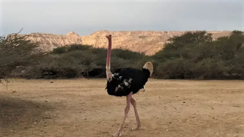 "פרנקו" יען צוואר אדום