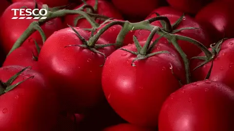 עגבניות