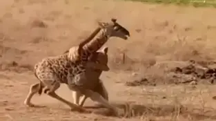 לביאה תקפה גור ג'ירפה