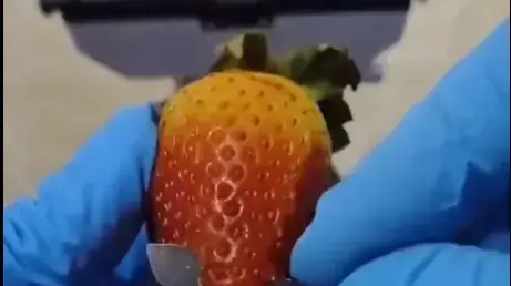 תות מתחת למיקרוסקופ