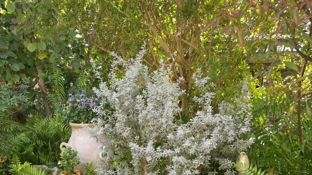 פסטיבל גינות פתוחות