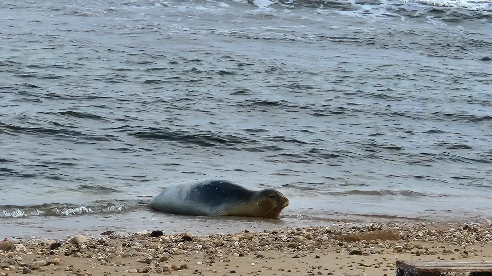 כלב ים נזירי בחוף יפו, 15 מאי 2023