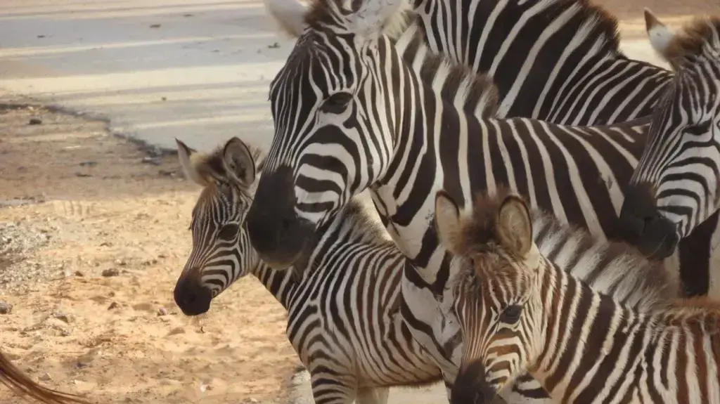 סייחים של זברה שנולדו בספארי נקראו ע"ש יהונתן גפן ומאיר שלו