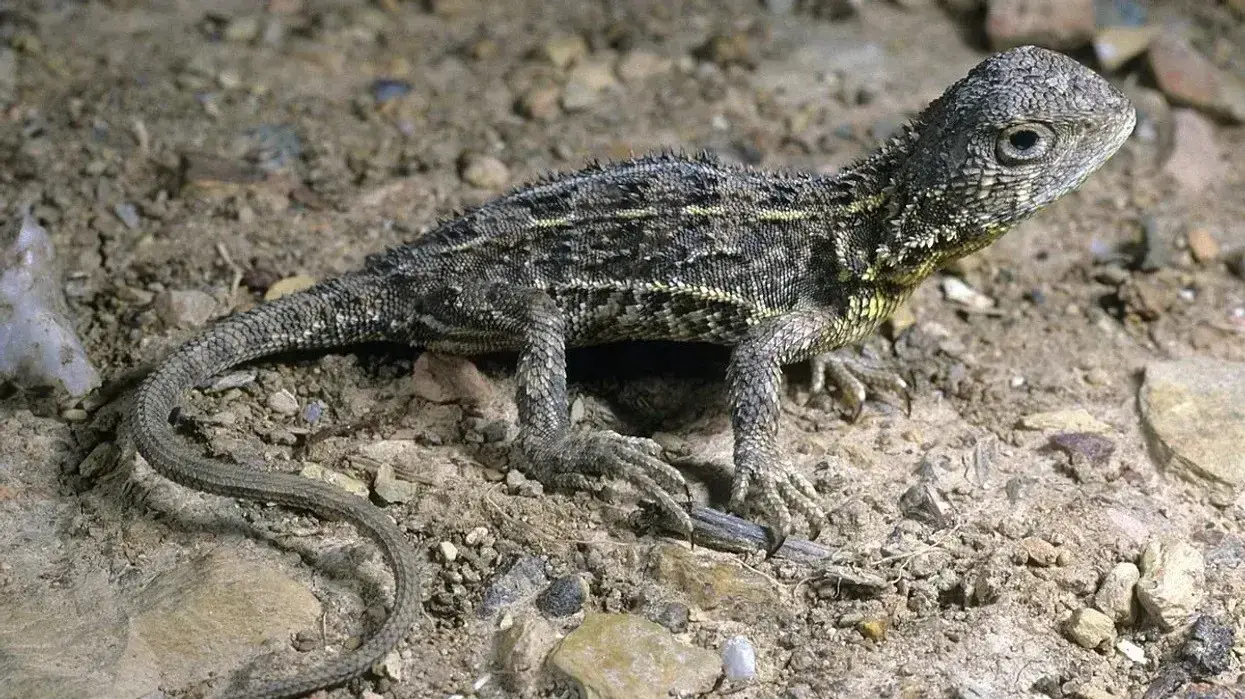 The Victorian grassland earless dragon