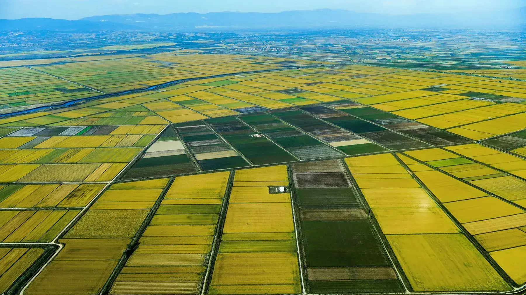 אורז, European Rice