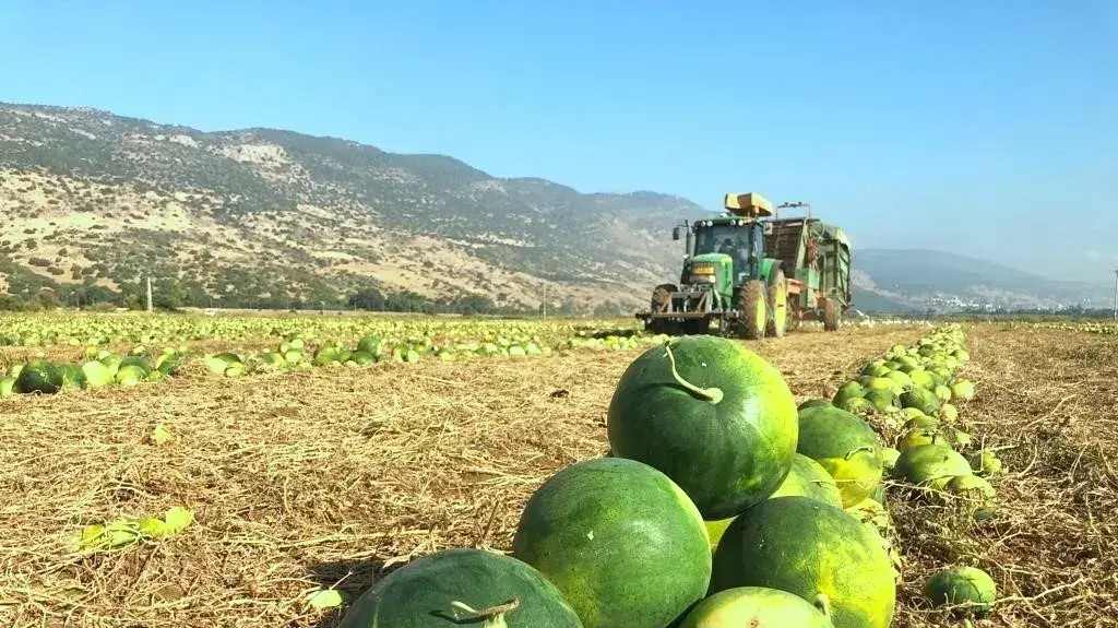 אסיף אבטיחי מללי בעמק החולה לתעשיית הפיצוחים