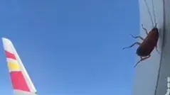 מקק על חלון המטוס בסין