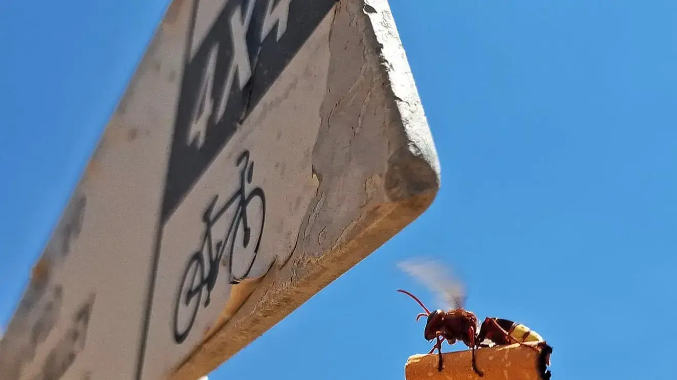 צרעה מזרחית מרימה בדל סיגריה בהר גוונים