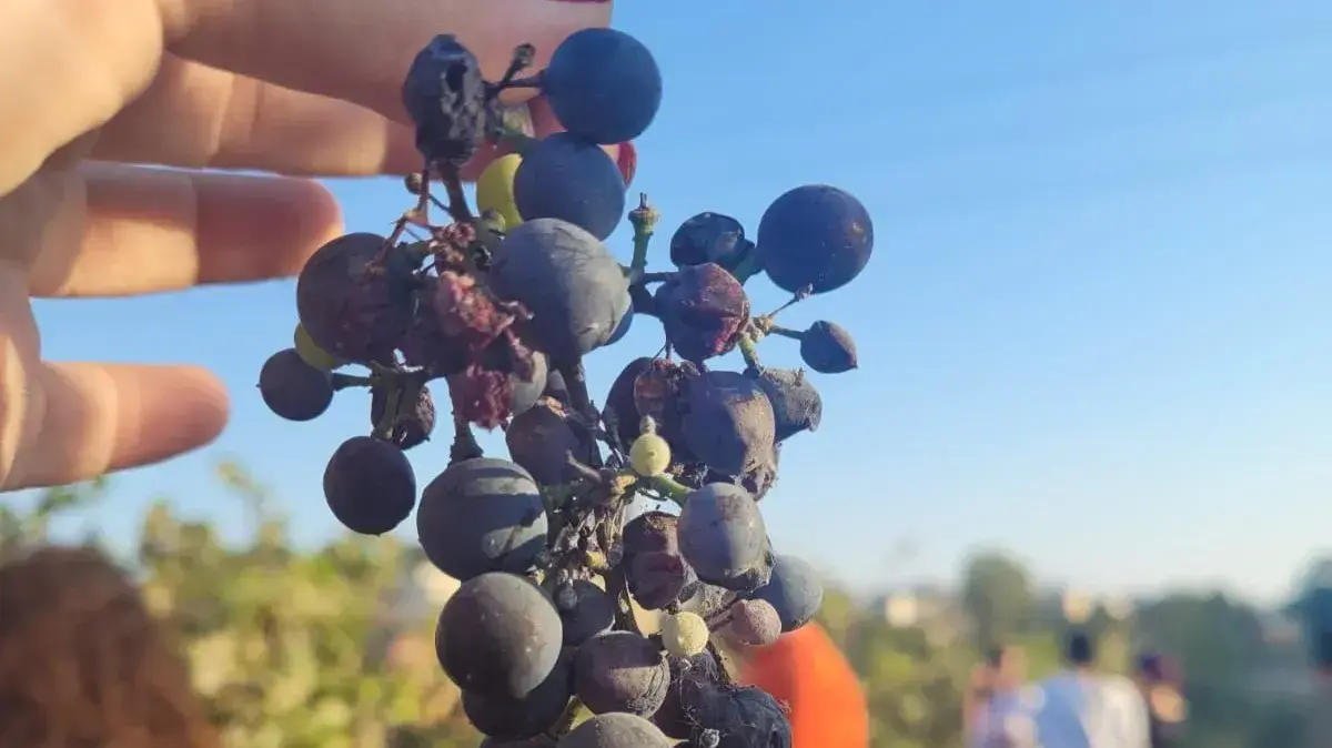 יקב מקווה ישראל