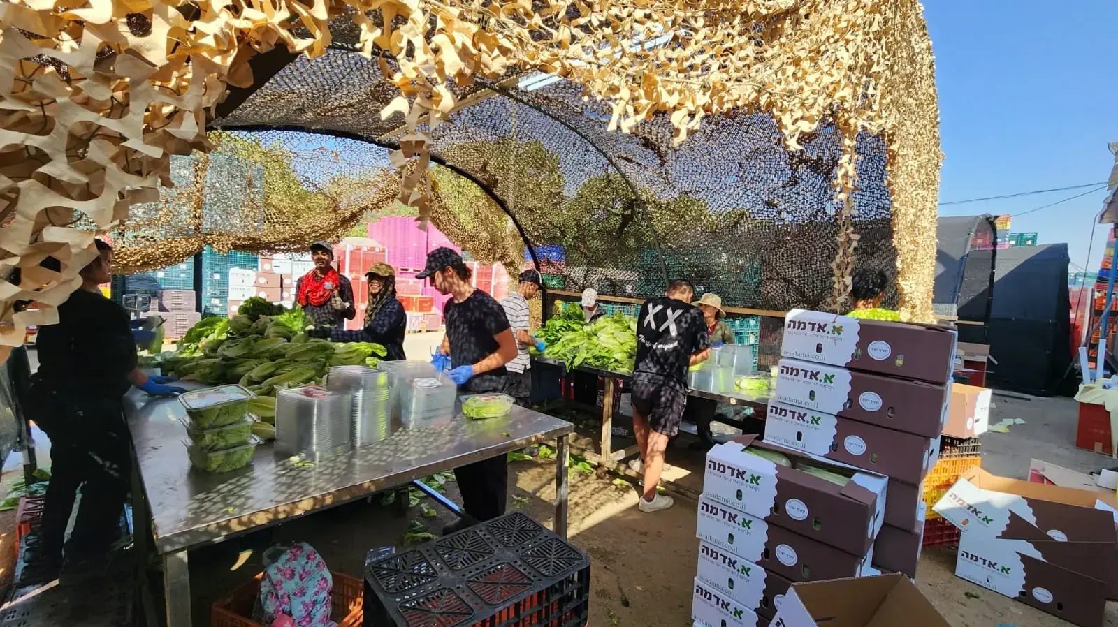 מתנדבים בחקלאות בעוטף עזה