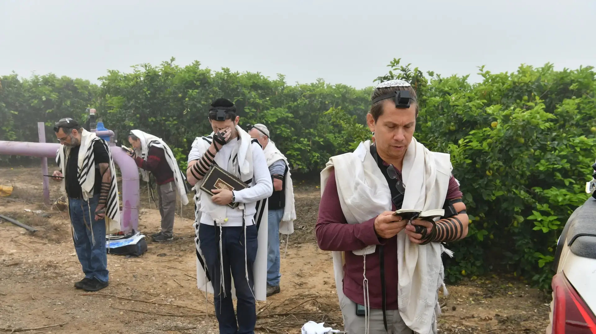 מתנדבים דתיים מתפללים במהלך קטיף לימונים, קיבוץ עלומים, 5 בדצמבר 2023