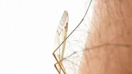 אילוסטרציה