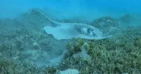 בטאי מסוג טריגון המנגרובים בים האדום