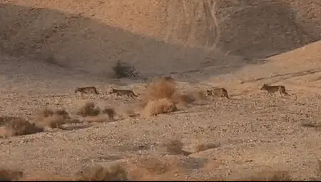 להקת זאבים בשמורת הטבע מכתשים עין יהב בערבה