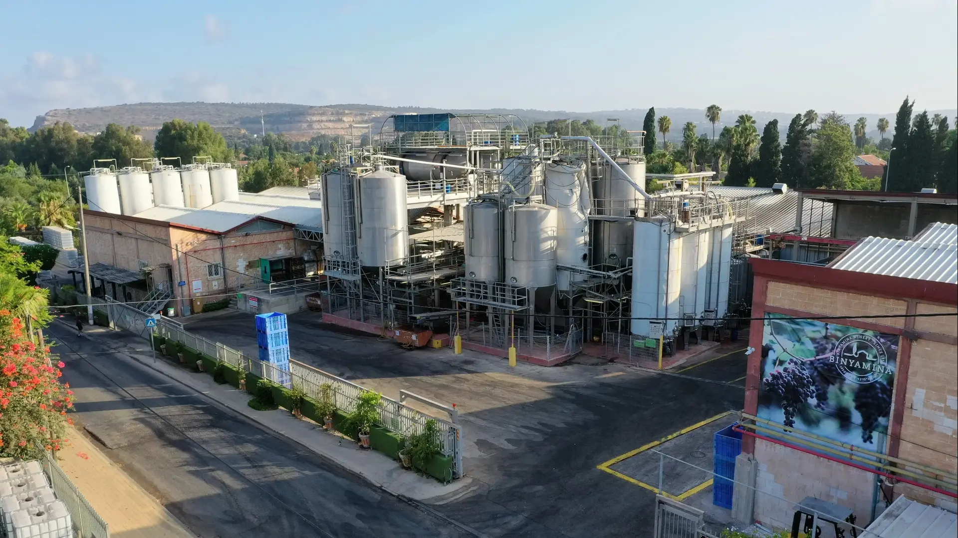יקב בנימינה, בציר