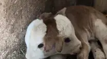 עגל עם שני ראשים נולד טיקטוק