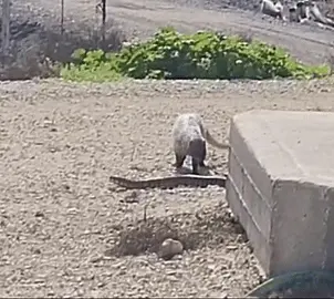 נמייה ונחש בקרב במדגה בעמק המעיינות