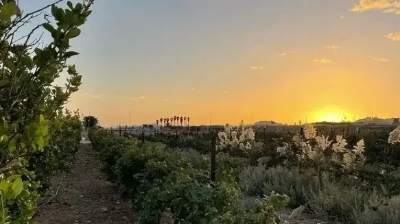 יקב הים האדום, אילת