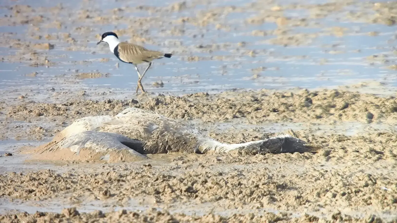 עגורים מתים בגלל שפעת העופות בעמק החולה, פברואר 2024