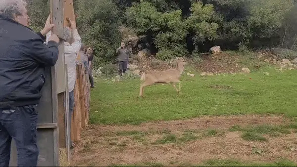 יחמורים שוחררו בגליל העליון