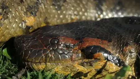 נחש אנקונדה ירוק צפוני