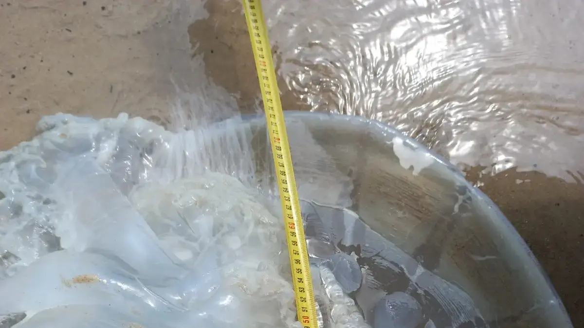 מדוזות מהמין "חוטית נודדת" בחופי ישראל