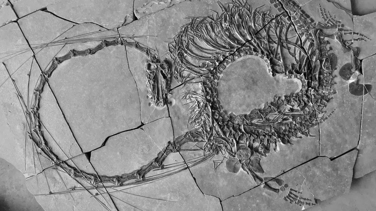 עצמות  Dinocephalosaurus orientalis בנות 240 מיליון שנה