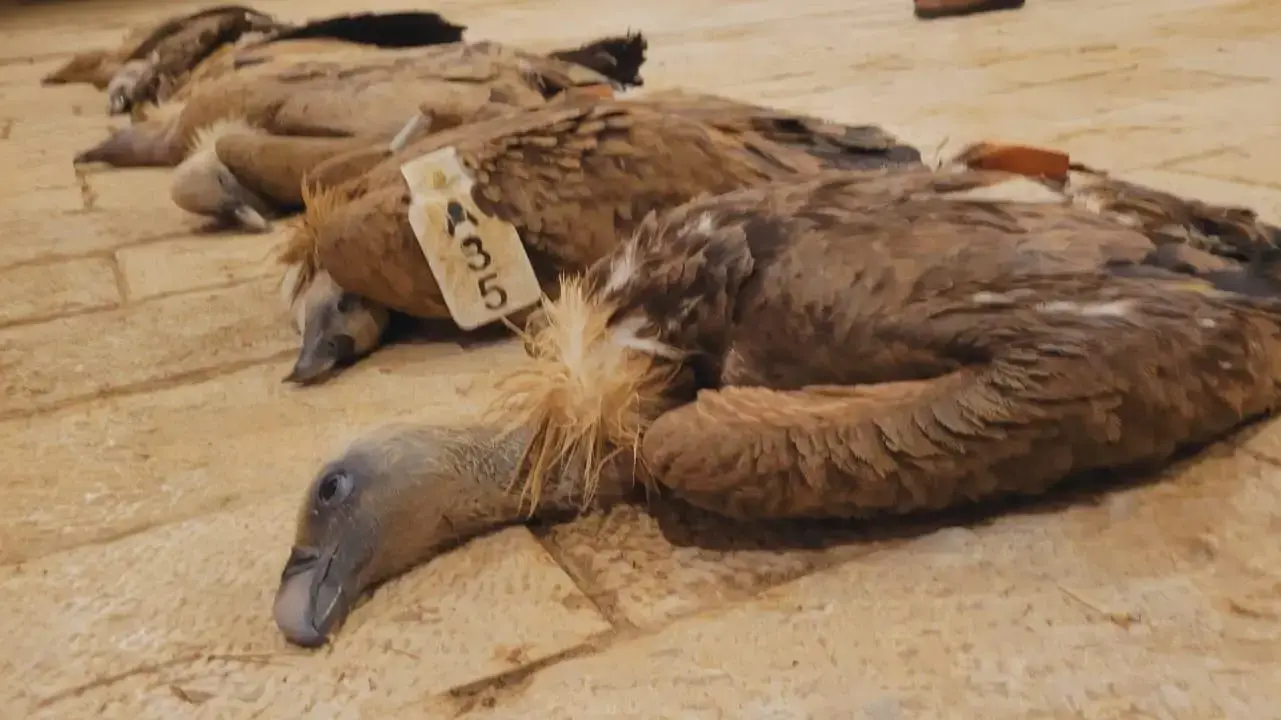 8 נשרים הורעלו למוות ליד עבדת בנגב