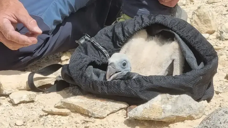 הצלת גוזל נשר בנגב שאחד מהוריו מת מהרעלה