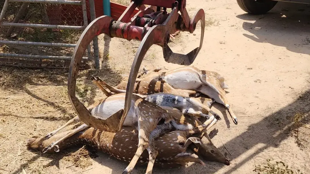 כלבים משוטטים טרפו למוות 7 איילים בפינת החי בקיבוץ מגן, 1.4.24