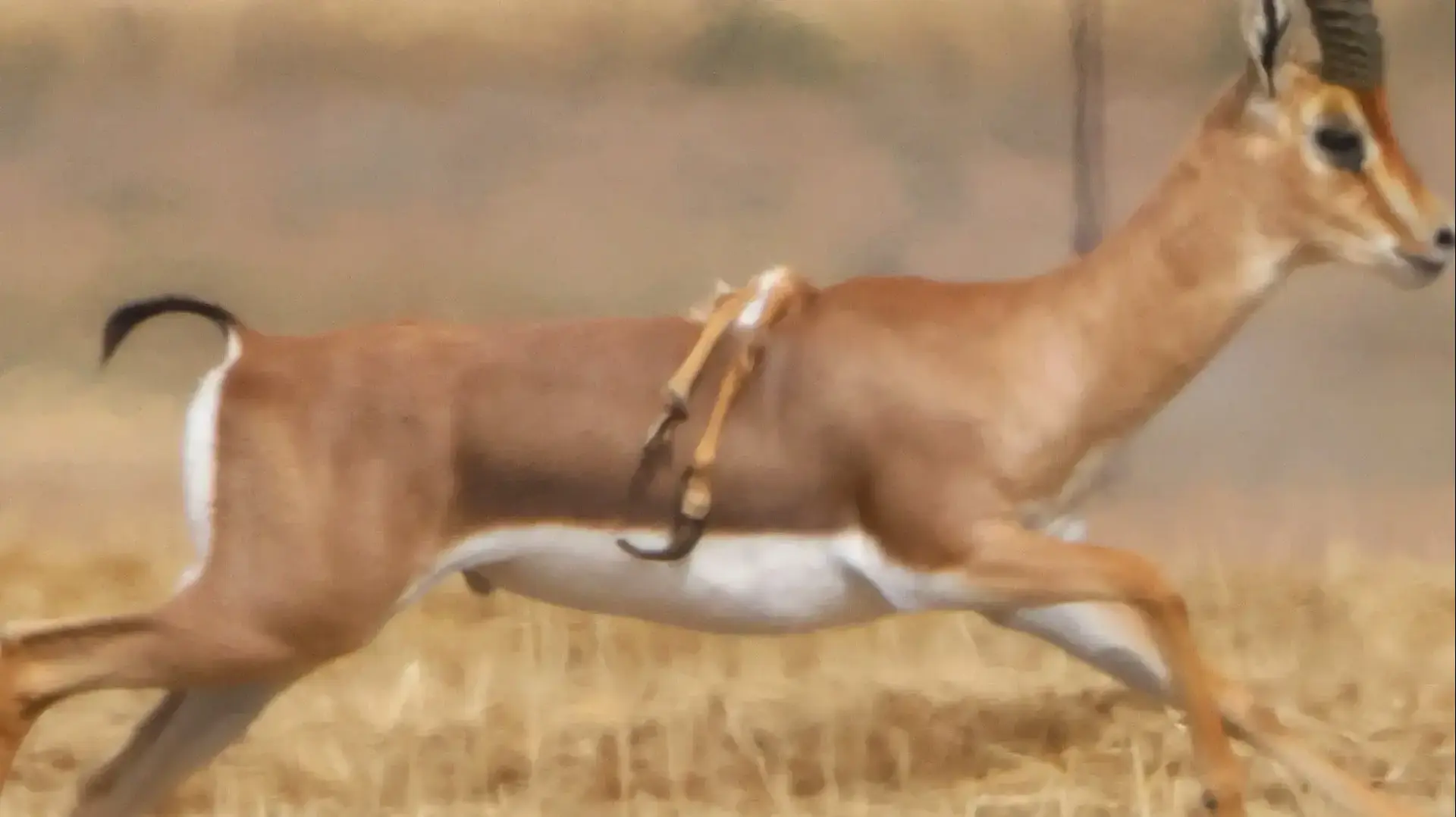 צבי עם 6 רגליים בנגב המערבי