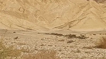 זאב ערבי במרדף אחרי עופר בערבה, 26.4.24