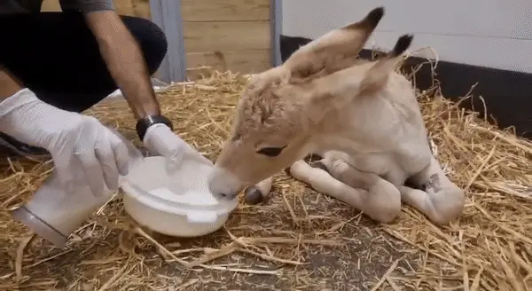 סייח פרא בן חודש ניצל ע"י אזרחים שעברו בנגב