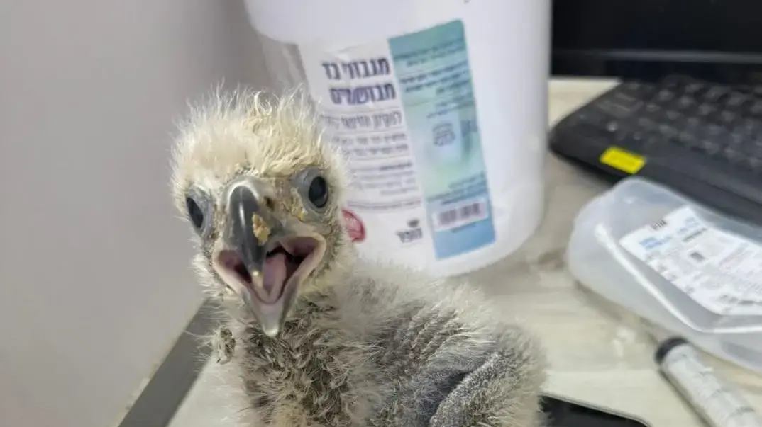 גוזלים של עיטם לבן זנב בקעו בספארי, אפריל 2024