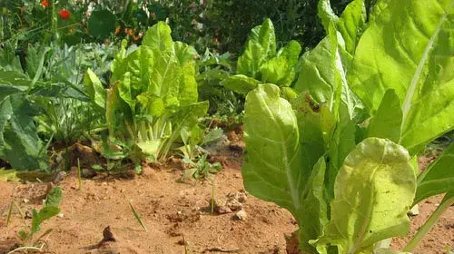 חסות אורגניות